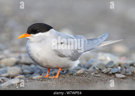 Adult Black-fronted tern (Chlidonias albostriatus) in breeding plumage resting on a pebbly beach. Ngaruroro Rivermouth, Hawkes Bay, New Zealand, July. Endangered species. Stock Photo