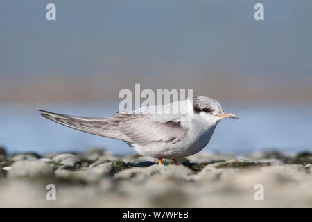 Immature Black-fronted tern (Chlidonias albostriatus) resting on a pebble beach. Ngaruroro Rivermouth, Hawkes Bay, New Zealand, July. Endangered species. Stock Photo