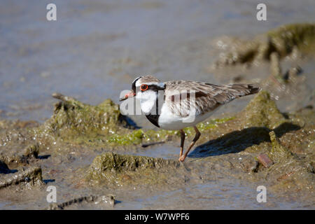 Black-fronted dotterel (Elseyornis melanops) feeding in soft mud. Ngaruroro Estuary, Hawkes Bay, New Zealand, September. Stock Photo