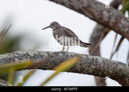 Adult Wandering tattler (Tringa incana) moulting out of breeding plumage, standing on the branch of a Pandanus bush. Henderson Island, Pitcairn Islands, South Pacific. September. Stock Photo