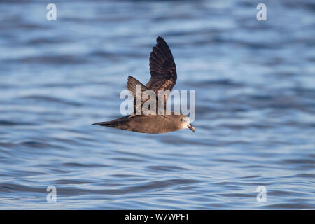 Adult Grey-faced petrel (Pterodroma gouldi) flying at sea, showing the pale face and underwing pattern. Hauraki Gulf, Auckland, New Zealand, October. Stock Photo