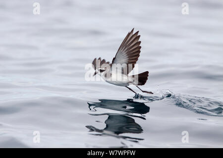 White-faced storm-petrel (Pelagodroma marina) skipping across the surface of the water as it feeds. Hauraki Gulf, Auckland, New Zealand, October. Stock Photo