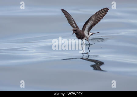 New Zealand storm-petrel (Oceanites maorianus) bouncing off the surface of the sea as it feeds. Hauraki Gulf, Auckland, New Zealand, October. Critically endangered. Stock Photo