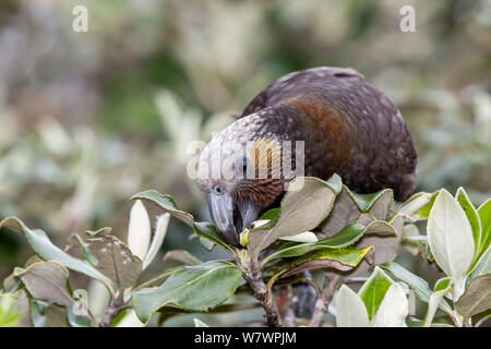 Adult New Zealand kaka (Nestor meridionalis) feeding on fresh buds of tree daisy (Olearia). This is the Southern subspecies, meridionalis. Ulva Island, Stewart Island, New Zealand, November. Endangered species. Stock Photo