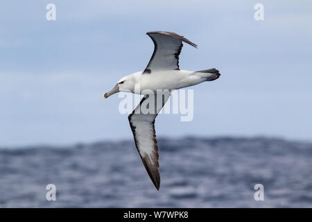 Immature white-capped albatross (Thalassarche cauta) (probably nearly two years old) in flight showing the underwing, darker bill pattern, and partial collar found in a bird of this age. Off Stewart Island, New Zealand, November. Near threatened. Stock Photo