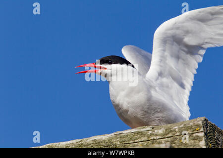Antarctic tern (Sterna vittata) in breeding plumage calling and displaying near its nest. Deception Island, South Shetlands, Antarctica. December. Stock Photo