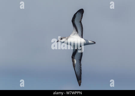 Black-winged petrel (Pterodroma nigripennis) in flight at sea, showing the underwing pattern. Off the Three Kings, Far North, New Zealand, March. Stock Photo