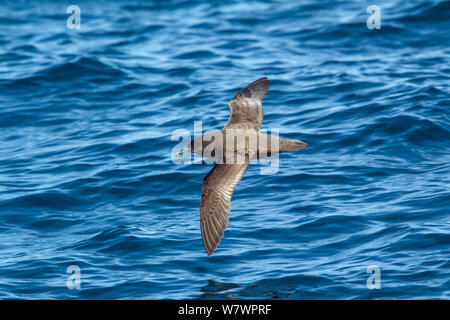 Fresh plumaged Sooty shearwater (Puffinus griseus) in flight low over the water showing the upperwing. Kaikoura, Canterbury, New Zealand, November. Stock Photo