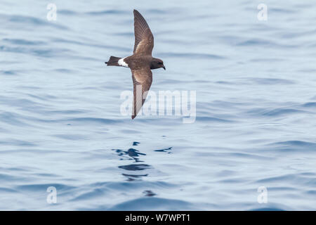 New Zealand storm-petrel (Oceanites maoriana) in flight low over the sea showing the upperwing pattern. Off the Three Kings, Far North, New Zealand, March. Critically endangered. Stock Photo