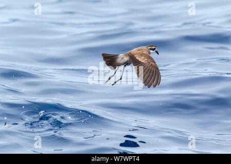 White-faced storm-petrel (Pelagodroma marina) skimming across the surface of the water as it feeds. Off the Three Kings, Far North, New Zealand, March. Stock Photo