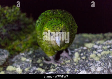 &#39;Hoki&#39; the female Kakapo (Strigops habroptilus) approaching with curiosity, at the summit of the Codfish Island at night. Codfish Island, Stewart Island, New Zealand, January. Critically endangered. Stock Photo