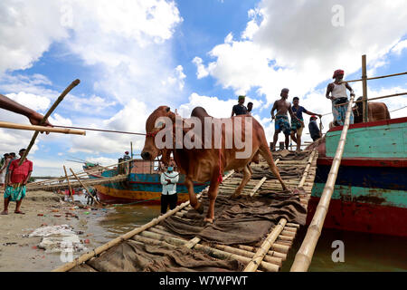 Dhaka, Bangladesh - July 06, 2019: Bangladeshi traders unloading a vessel of sacrificial animals for the upcoming Eid al-Adha at the cattle market in Stock Photo