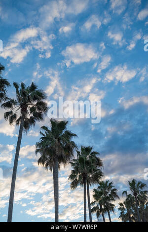 Altocumulus cloud and palm trees in a row Stock Photo