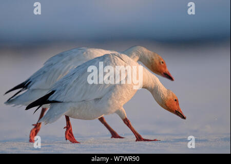Snow geese (Chen caerulescens caerulescens) pair walking together, Wrangel Island, Far Eastern Russia, May. Stock Photo