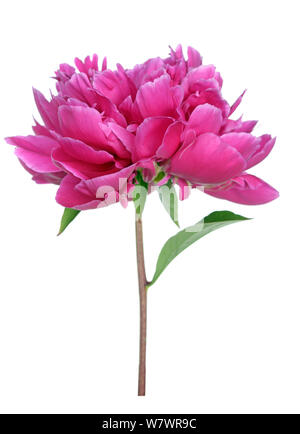 a red peony flower isolated on white