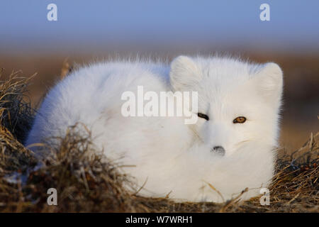 Arctic fox (Vulpes lagopus)  in white winter fur resting, with tail wrapped around, Wrangel Island, Far Eastern Russia, October. Stock Photo