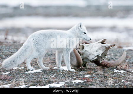 Arctic fox (Vulpes lagopus) in winter fur, with Musk ox skull, Wrangel Island, Far Eastern Russia, October. Stock Photo