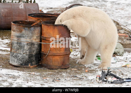 Polar bear (Ursus maritimus) scavenging from discarded barrels, Wrangel Island, Far Eastern Russia, September. Stock Photo