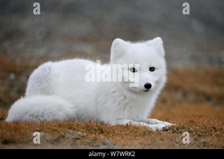 Arctic fox (Vulpes lagopus) in winter fur, resting, Wrangel Island, Far Eastern Russia, September. Stock Photo