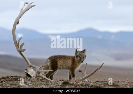 Arctic fox (Vulpes lagopus) standing with Reindeer skull, Wrangel Island, Far Eastern Russia, August. Stock Photo