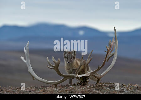 Arctic fox (Vulpes lagopus) standing nest to Reindeer skull, Wrangel Island, Far Eastern Russia, August. Stock Photo