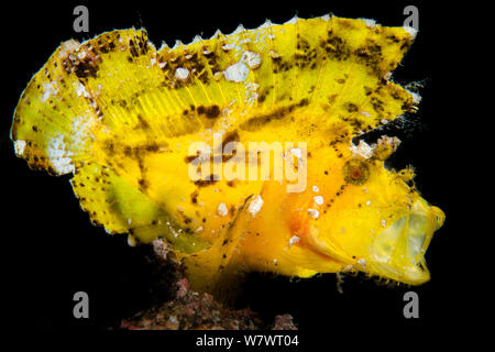 Backlit leaf scorpionfish (Taenianotus triacanthus) yawning. Probably warning. Amed, Bali, Indonesia. Java Sea. Stock Photo