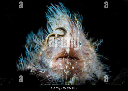 Hairy frogfish (Antennarius striatus) using its worm shaped lure to attract prey. Aer Prang, Bitung, North Sulawesi, Indonesia. Lembeh Strait, Molucca Sea. Stock Photo