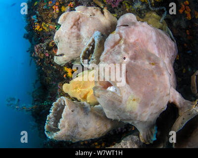 Trio Giant frogfish (Antennarius commersoni) female and two males. Bitung, North Sulawesi, Indonesia. Lembeh Strait, Molucca Sea. Stock Photo