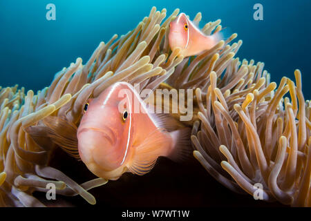 Pair of Pink anemonefish (Amphiprion perideraion) within their host Magnificent sea anemone (Heteractis magnifica) Anilao, Batangas, Luzon, Philippines. Verde Island Passages, Tropical West Pacific Ocean. Stock Photo