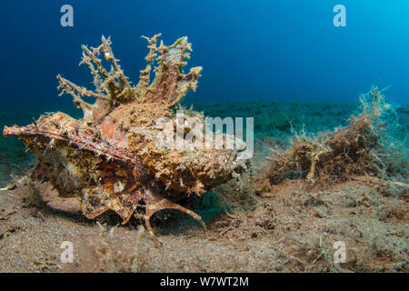 Devil scorpionfish (Inimicus didactylus) moves across sandy seabed. Dauin, Dumaguete, Negros, Philippines. Bohol Sea, Tropical West Pacific Ocean. Stock Photo