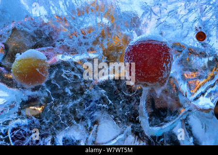 Frozen fresh apples in ice Stock Photo