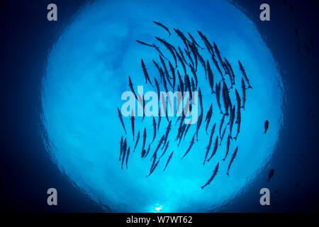 School of Blackfin barracuda (Sphyraena qenie) are framed against Snell&#39;s Window. Waigeo, Raja Ampat, West Papua Indonesia. Dampier Strait, Tropical West Pacific Ocean. Stock Photo