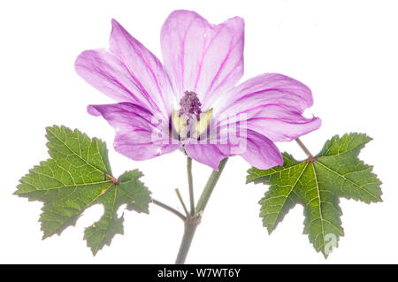 Common Mallow (Malva sylvestris) flower, in the garden at Podere Montecucco, Orvieto, Umbria, Italy, July. Stock Photo