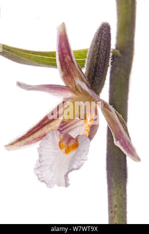 Marsh Helleborine (Epipactis palustris) in flower, uncommon species,Castelfiori, Umbria, Italy, June. Stock Photo