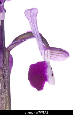 Long-spurred Orchid (Anacamptis morio longicornu (syn. Orchid longicornu) in flower, Bosco di Ficuzza Forest, Sicily, May. Endemic species. Stock Photo