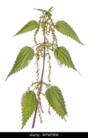 Common Nettle (Urtica dioica) in garden, Podere Montecucco, Orvieto, Umbria, Italy. July. Stock Photo