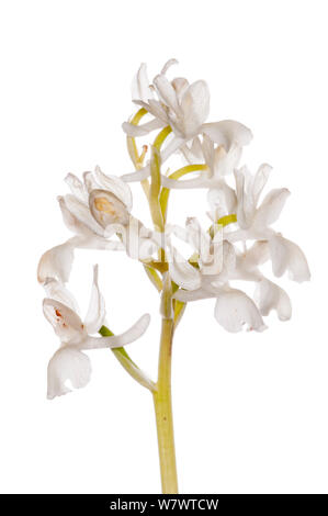Provence Orchid (Orchis provincialis) in flower, near Torrealfina, Lazio, Italy, May. Stock Photo