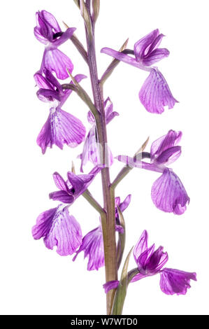 Marsh Orchis (Anacamptis palustris) rare species, in flower near Viterbo, Lazio, Italy, May. Stock Photo