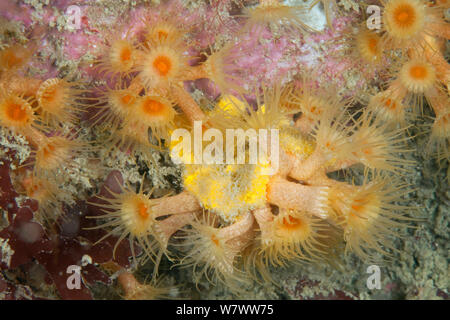 Yellow Cluster Anemone (Parazoanthus axinellae) Guillaumesse, Sark, British Channel Islands. Stock Photo