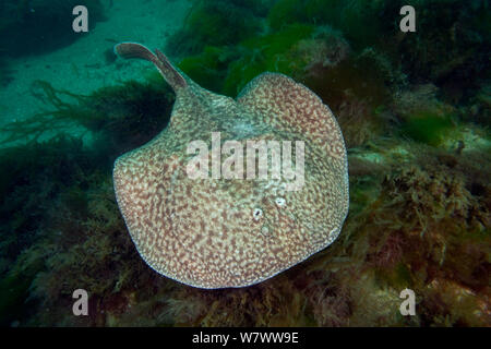 Marbled electric ray (Torpedo marmorata) Bouley Bay, Jersey, British Channel Islands. Stock Photo