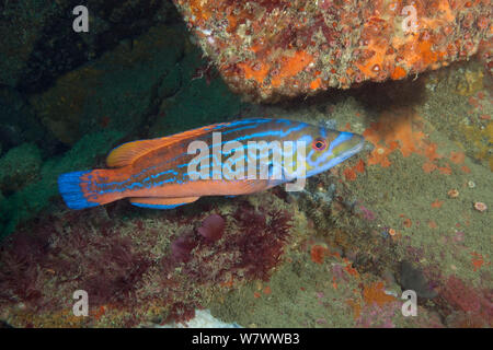 Cuckoo wrasse (Labrus mixtus) male, Guillaumesse, Sark, British Channel Islands. Stock Photo