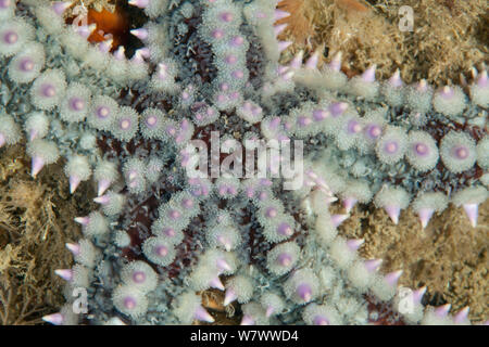 Spiny Starfish (Marthasterias glacialis) L&#39;Etac, Sark, British Channel Islands. Stock Photo
