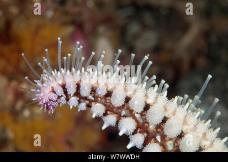 Arm of Spiny Starfish (Marthasterias glacialis) showing tube feet, Guillaumesse, Sark, British Channel Islands. Stock Photo