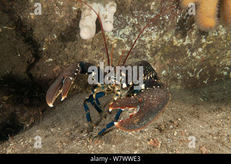 Lobster (Homarus gammarus) St Abbs Voluntary Marine Reserve, Scotland (North Sea). Stock Photo