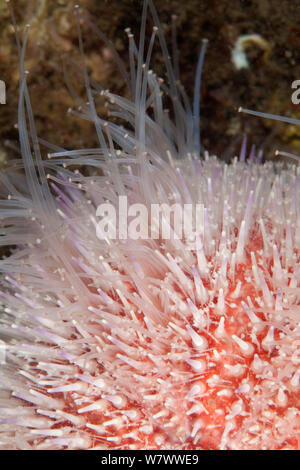 Close up of Common Sea Urchin (Echinus esculentus) showing tube feet, St Abbs Voluntary Marine Reserve, Scotland (North Sea). Stock Photo