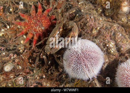 Common sun star (Crossaster papposus) Velvet Swimming Crab (Necora puber) and Common Sea Urchin (Echinus esculentus) St Abbs Voluntary Marine Reserve, Scotland (North Sea). Stock Photo