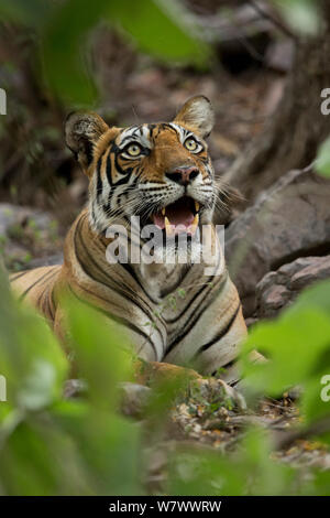 Bengal Tiger (Panthera tigris tigris) female &#39;Noor T39&#39; calling to cubs in cave. Ranthambore National Park, India. Stock Photo