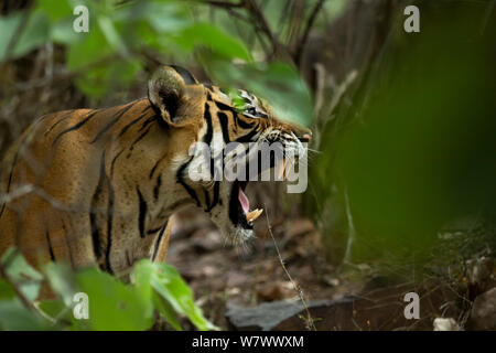 Bengal Tiger (Panthera tigris tigris) female &#39;Noor T39&#39; calling to cubs in cave. Ranthambore National Park, India. Stock Photo