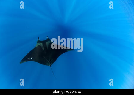 Giant Manta Ray (Manta birostris), San Benedicto Island, Revillagigedo Archipelago Biosphere Reserve (The Socorro Islands), Pacific Ocean, western Mexico, Vulnerable species. Stock Photo