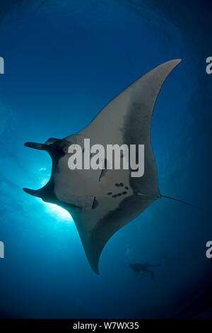 Giant Manta Ray (Manta birostris) and diver, San Benedicto Island, Revillagigedo Archipelago Biosphere Reserve (The Socorro Islands), Pacific Ocean, western Mexico, April. Vulnerable. Stock Photo